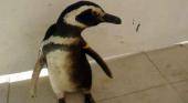 Pingüinos empetrolados