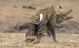 ¿Quién gana si se pelean un cocodrilo y un leopardo?