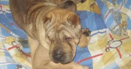Llamado a la solidaridad: se perdió una perra Sharpei en Bernal