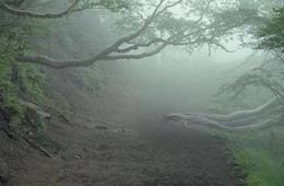 Aokigahara, un bosque que causa miedo y atracción