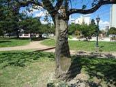 Le hacen dendrocirugía a los árboles enfermos
