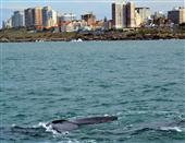 Ballenas en Mar del Plata
