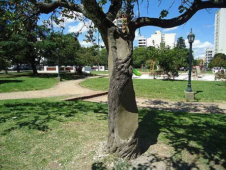 Realizan dendrocirugía a los 
árboles enfermos
