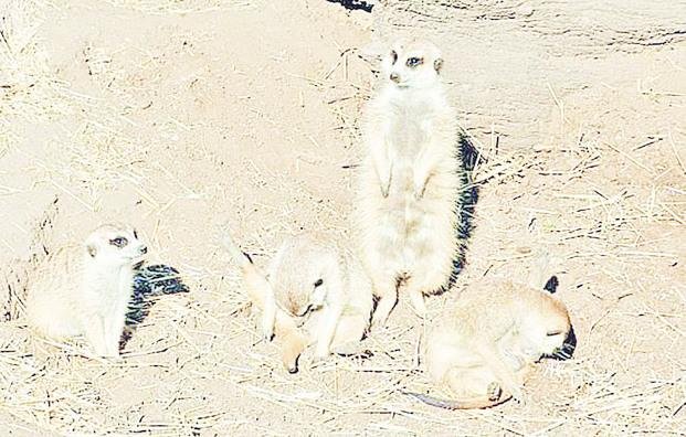 Nueva familia de suricatas en el zoo