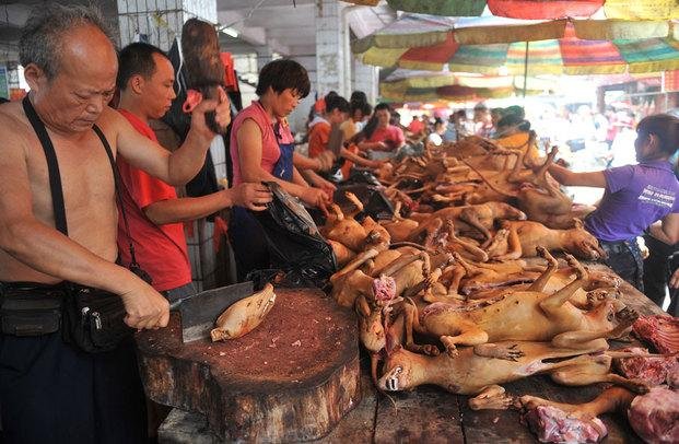 Celebran festival nacional de cocina de carne de perro en Corea del Norte