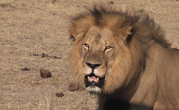 Repudio mundial al estadounidense que cazó a Cecil, el león