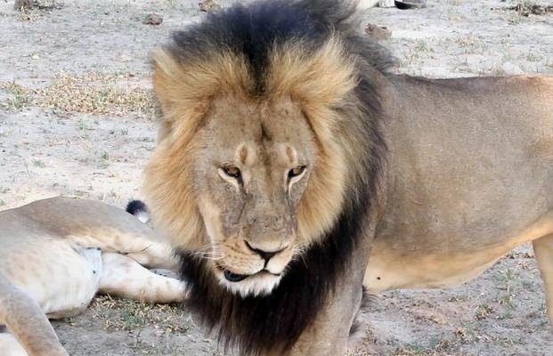 Identifican al cazador que pagó 50 mil euros para matar a Cecil, el famoso león africano