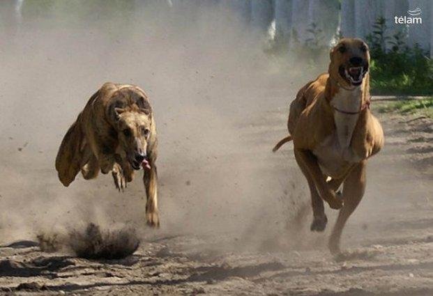 Aprueban un proyecto que prohíbe las carreras de perros en todo el país