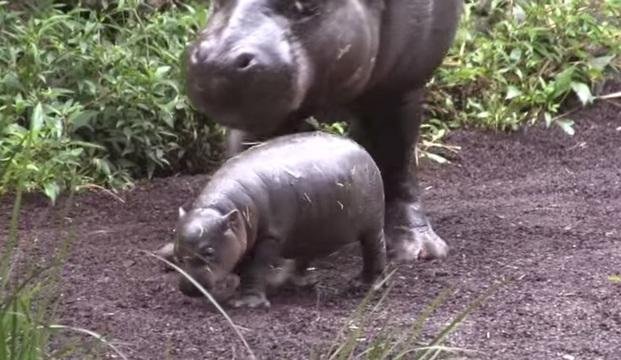 Obi, el hipopótamo que aprende a nadar junto a su madre