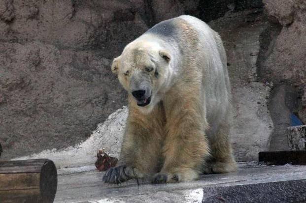 Murió el Oso Arturo en el Zoológico de Mendoza