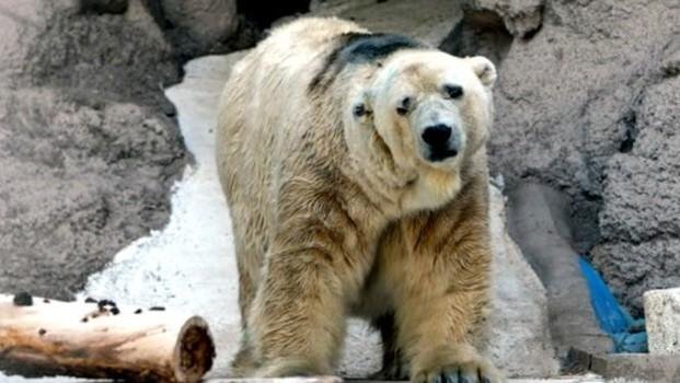 Murió en Mendoza el oso Arturo