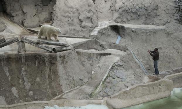 La muerte del oso Arturo reavivó la polémica por el encierro en los zoo