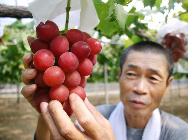 Japón: subastan racimo de uvas por 11 mil dólares