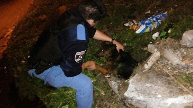 Tensión en Tolosa por un perro que cayó dentro de una alcantarilla