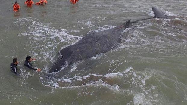 Murió la ballena que fue rescatada en Mar del Tuyú