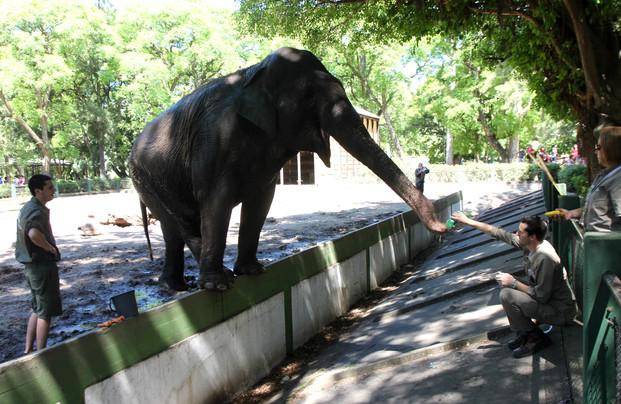 Buscan mejorar la calidad de vida de la elefanta Pelusa