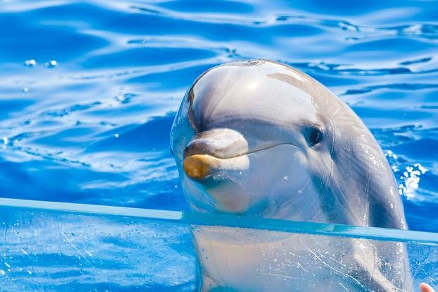 Tras la controversia por los zoológicos quieren debatir sobre oceanarios