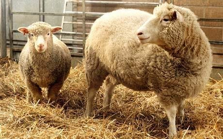Los clones de la oveja Dolly “envejecen normalmente”, afirman