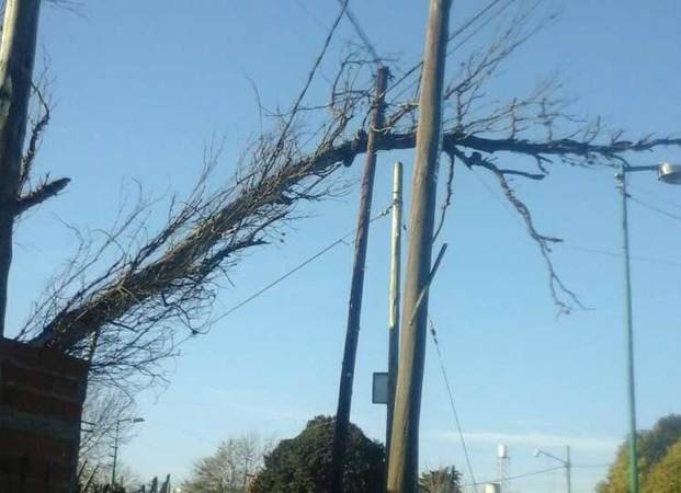 En 149 y 42 advierten por un árbol
caído sobre el tendido eléctrico