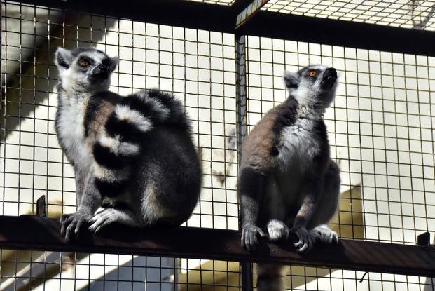 Trasladaron a dos lemures del Zoológico local