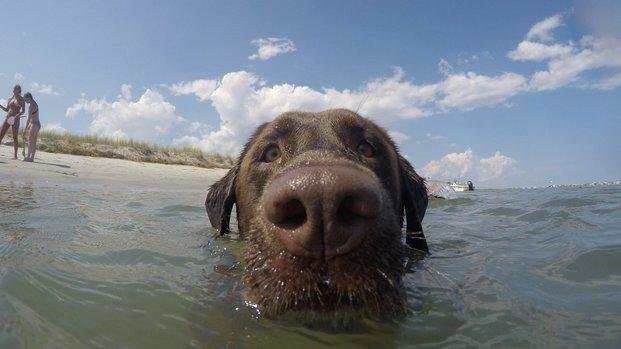 Los perros surfistas invaden las playas de San Diego
