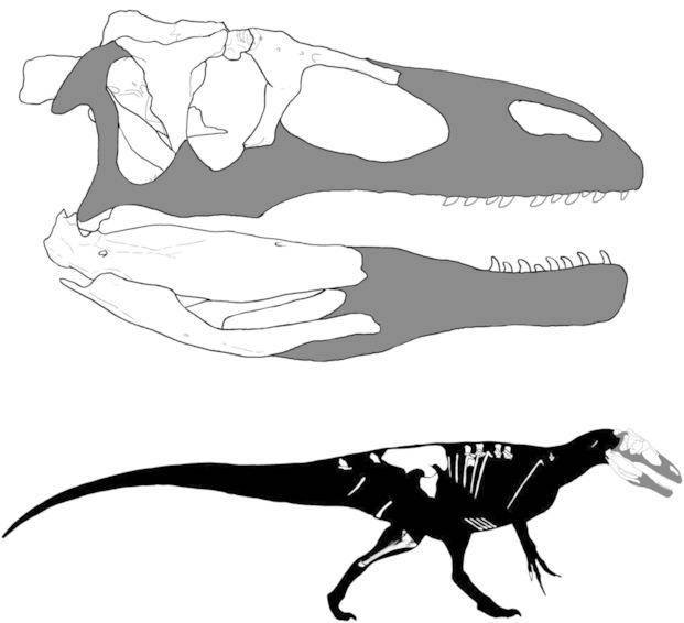 Hallan nueva especie de dinosaurio en Neuquén