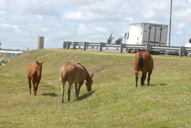 Alertan por animales sueltos en la Autopista La Plata-Buenos Aires
