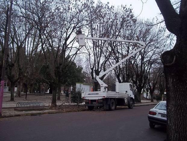 Poda correctiva en la plaza de La Cruz