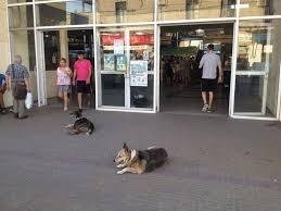 Perros vagabundos: sin solución a un problema que altera a los vecinos
