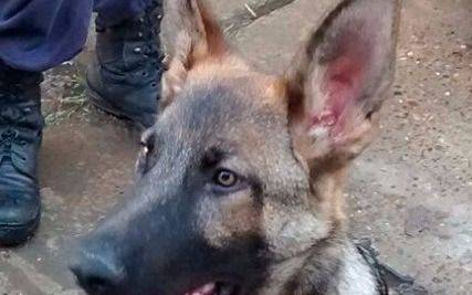 Le roban a los bomberos un perro adiestrado para la búsqueda de personas