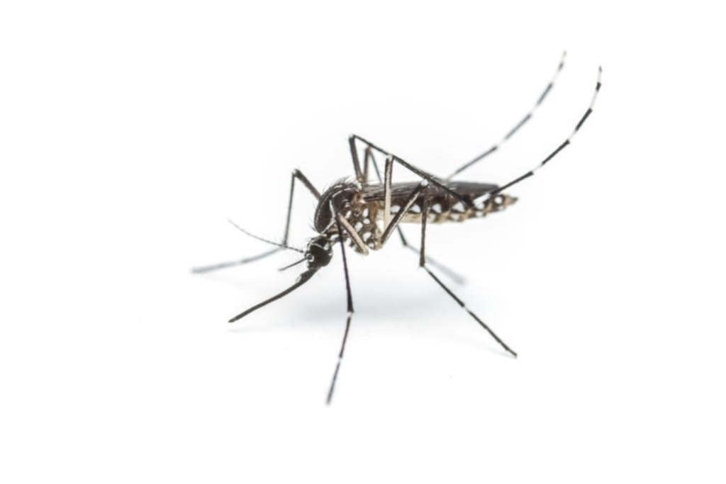 Los mosquitos matan más gente que todos los leones, tiburones y cocodrilos juntos