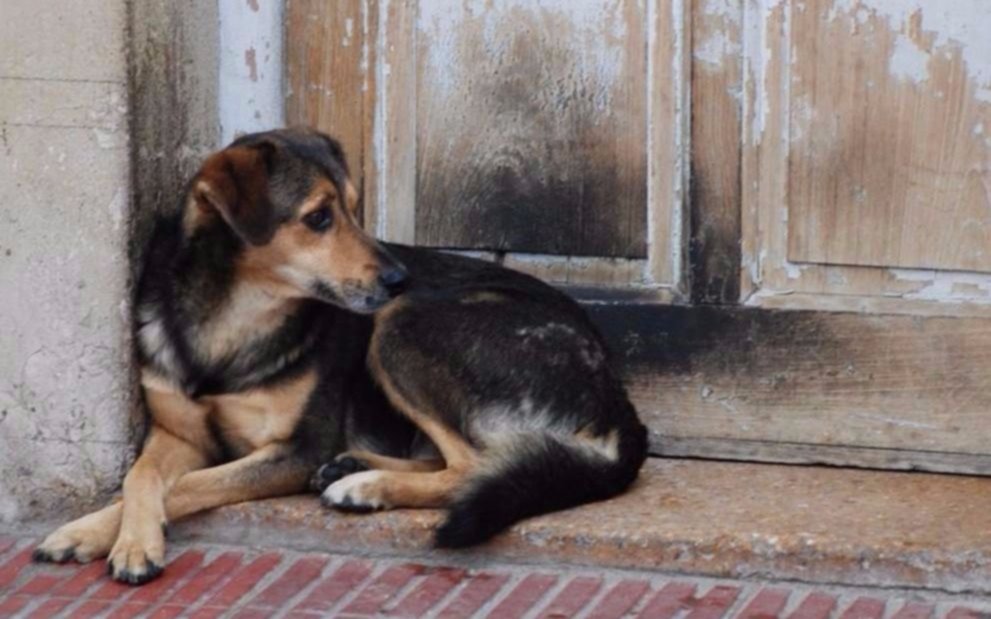 Temor y preocupación en Dolores por una matanza masiva de perros