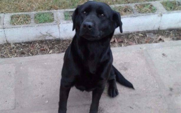 Gracias a “Pampita”, detectan drogas en la Unidad 21 de Campana
