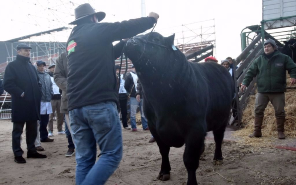 Un toro de casi mil kilos, el primer animal de la 131° Exposición Rural