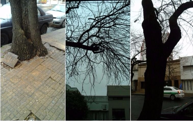 Un árbol a punto de caerse preocupa a vecinos de un sector centrico