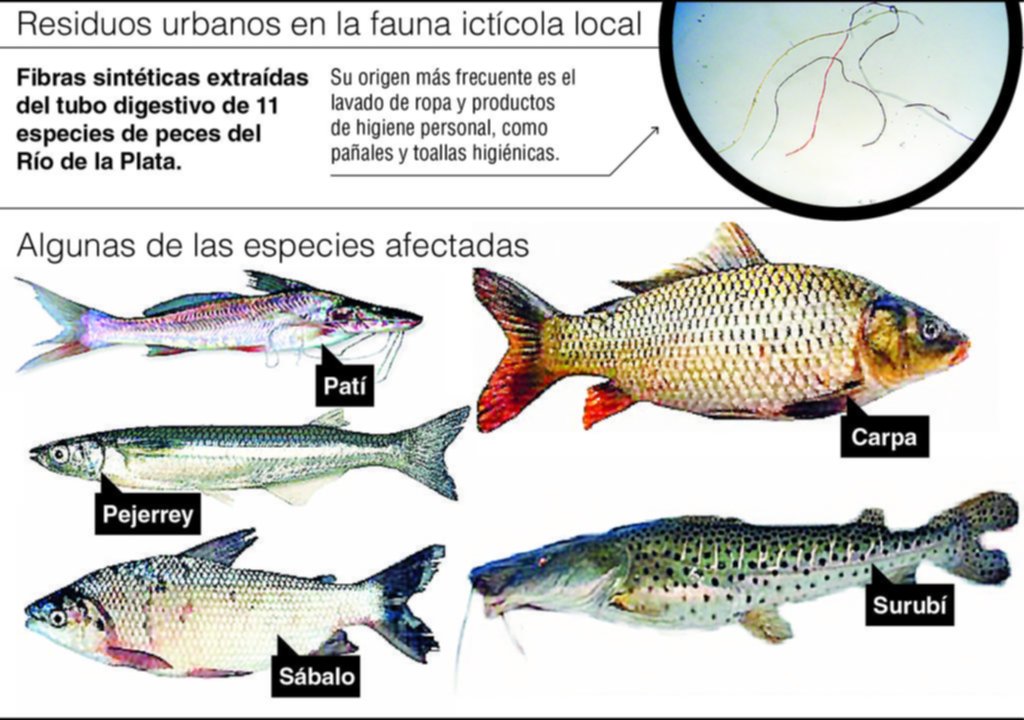 Hallan microplásticos en varias especies del Río de La Plata