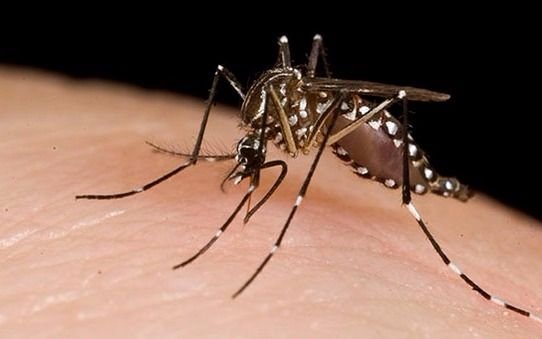 El gobierno bonaerense lanzó la campaña de invierno para combatir el dengue