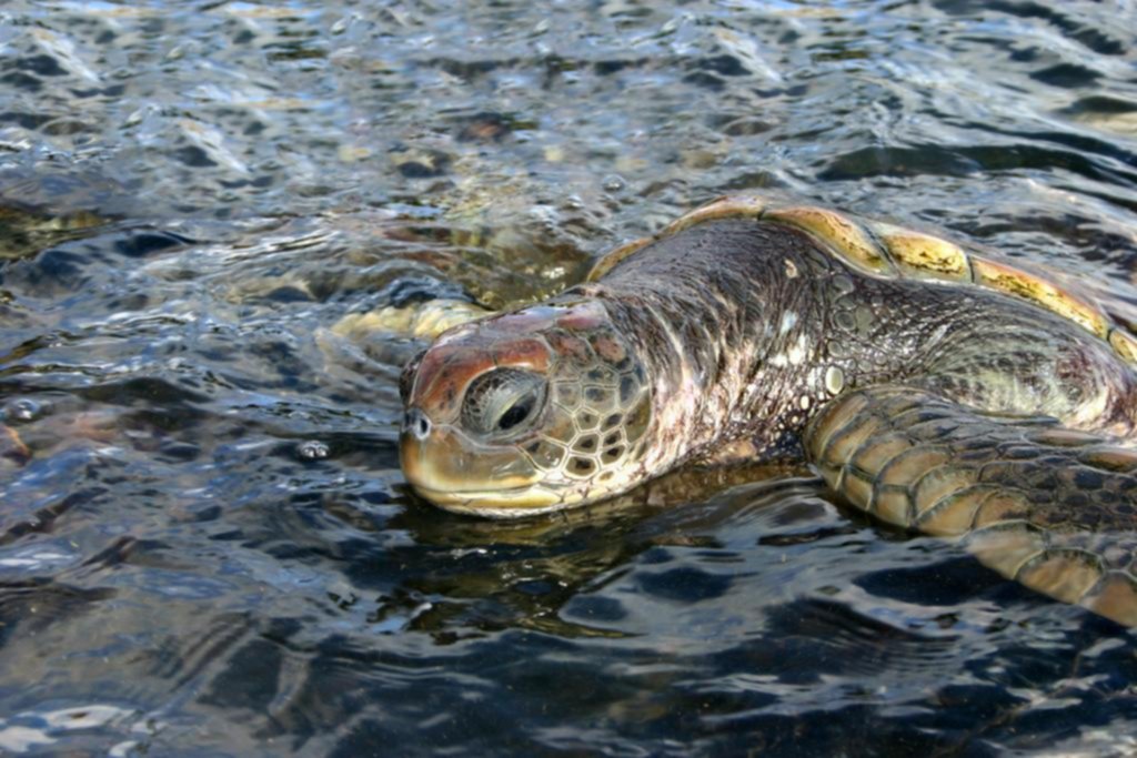 Crian tortugas, pero con los métodos más crueles del mundo