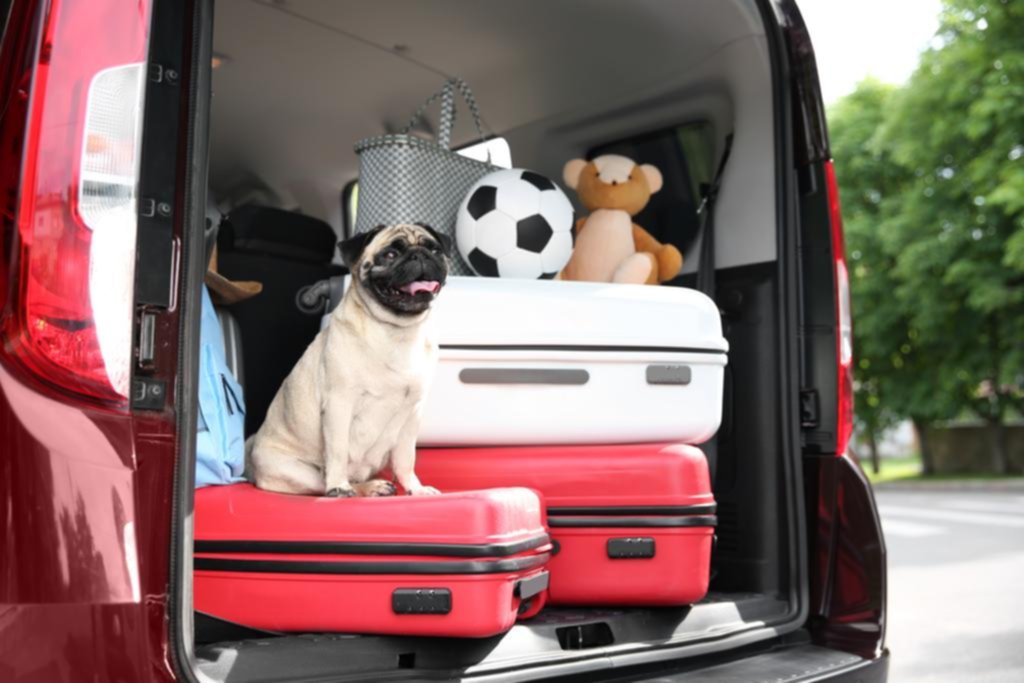 Consejos para viajar a todos lados con nuestro perro