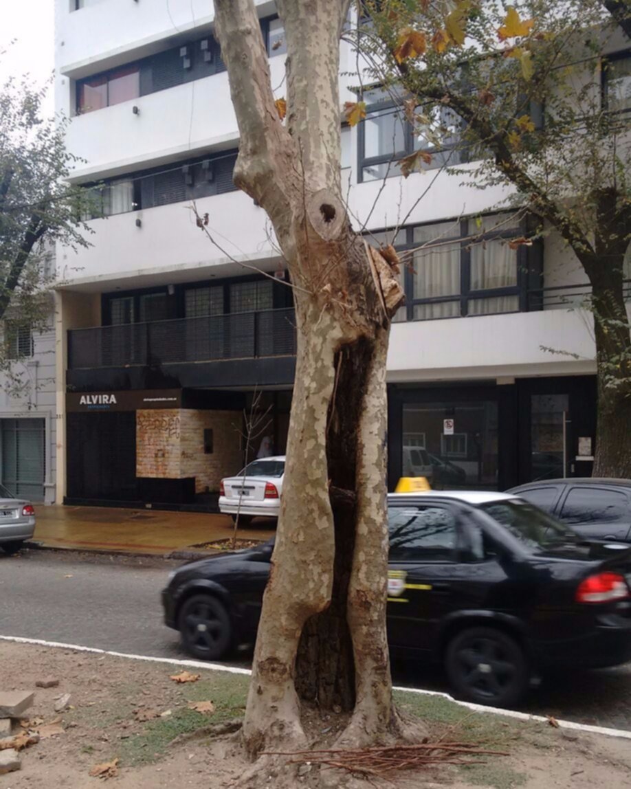 Advierten por el mal estado de un árbol sobre la Avenida 60