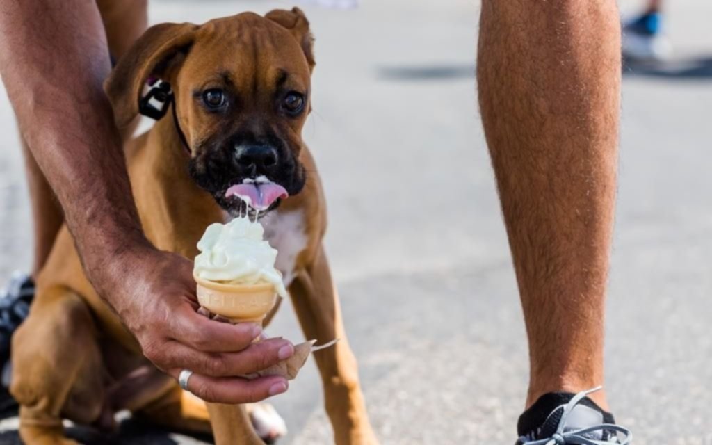 Ya hay helados para perros, hechos con ingredientes especiales
