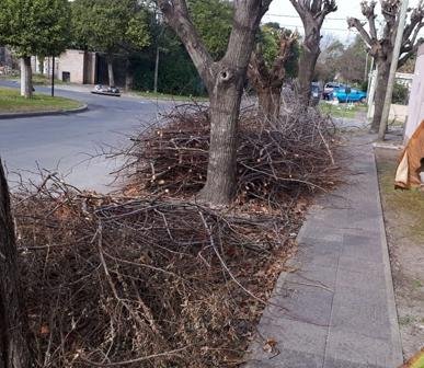 Renuevan un pedido por montañas de ramas secas