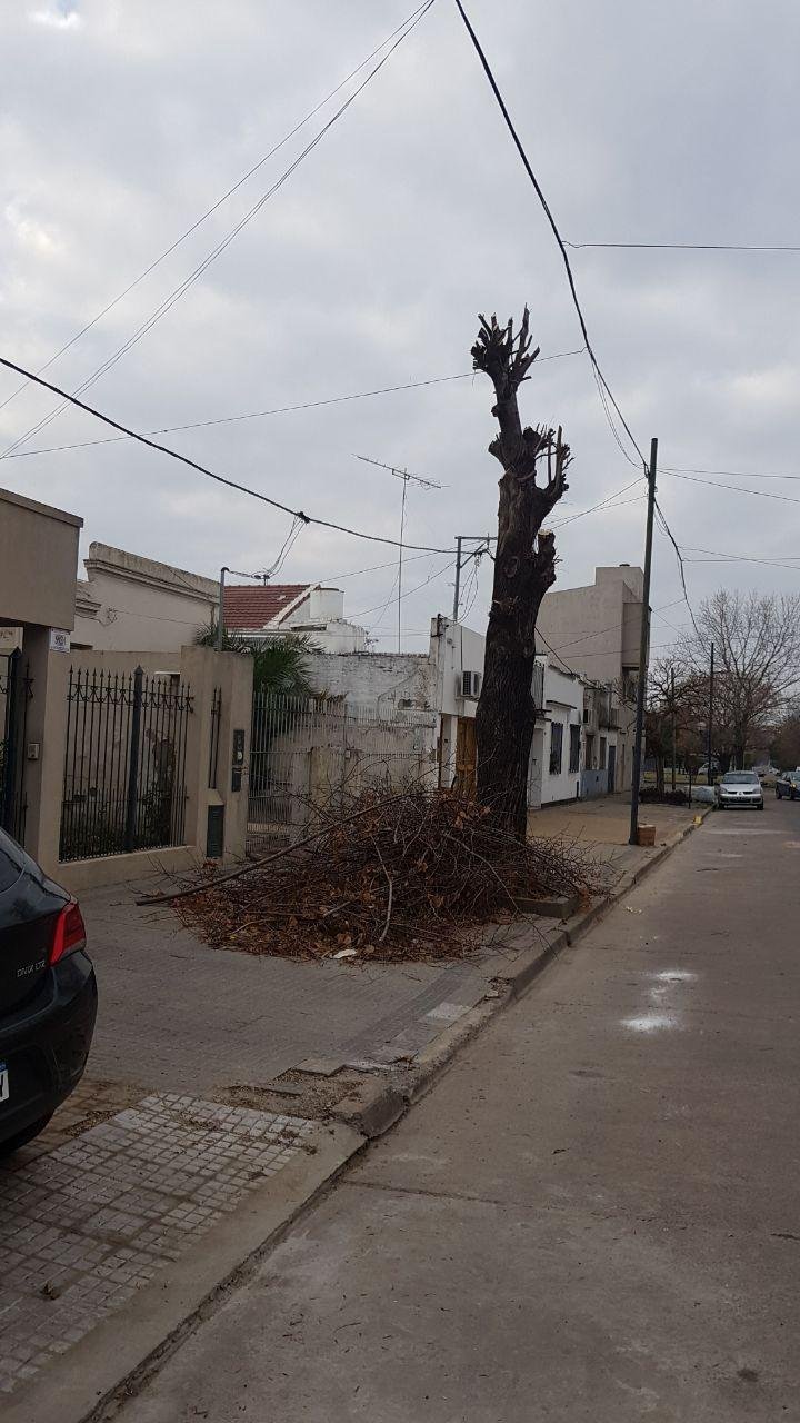 Siguen las mutilaciones de árboles en el casco urbano