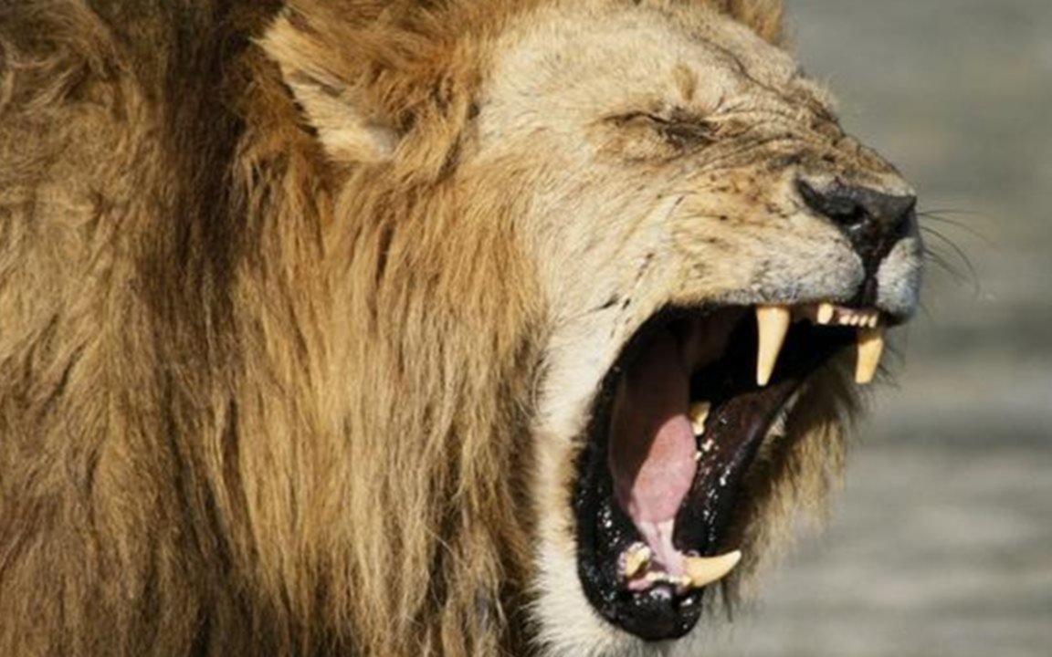 Dos cazadores furtivos fueron devorados por leones en Sudáfrica 