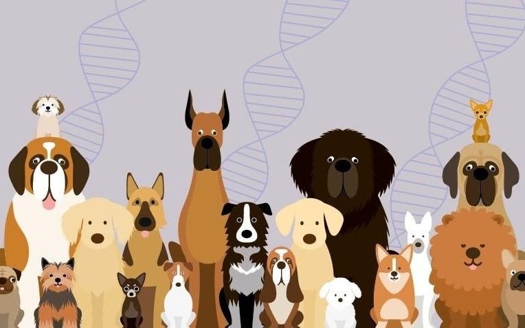 La domesticación de perros: mediante ADN explican cómo se logró