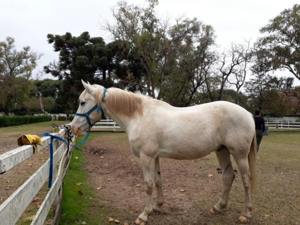 Robaron un caballo del Hipódromo que se usa con pacientes de un centro terapéutico