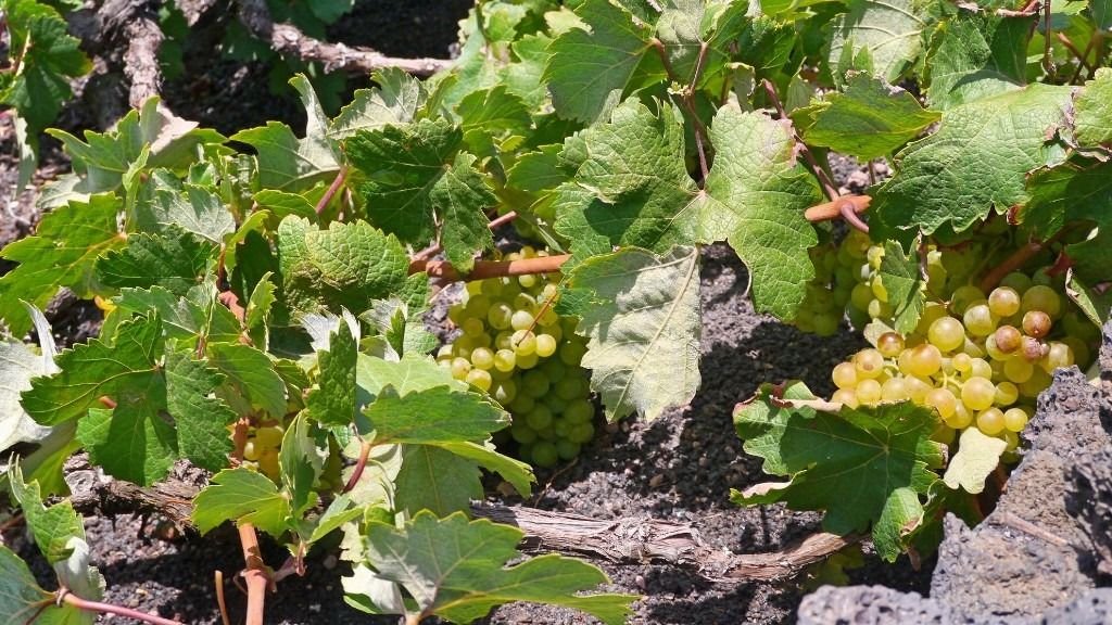 En nuestro país, hay que recuperar la uva Moscatel de Alejandría  