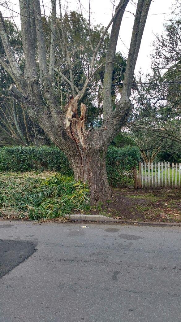 Pedido por un árbol quebrado en City Bell