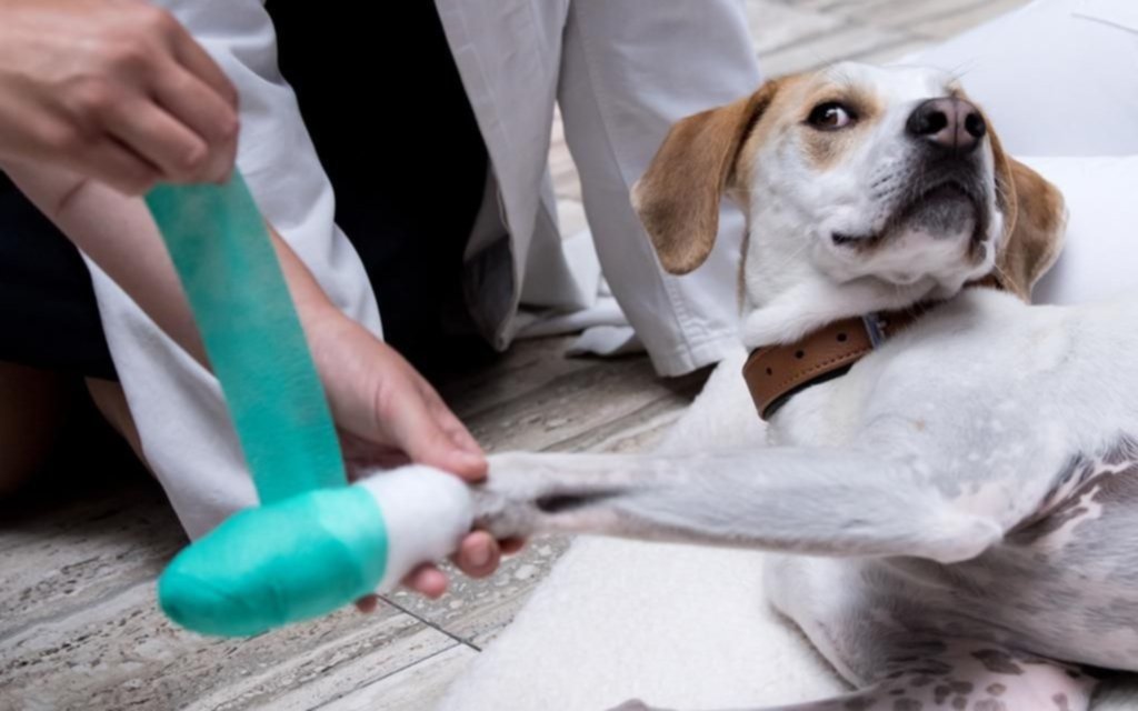 Hoteles se preparan para atender a perros cuando se lastiman