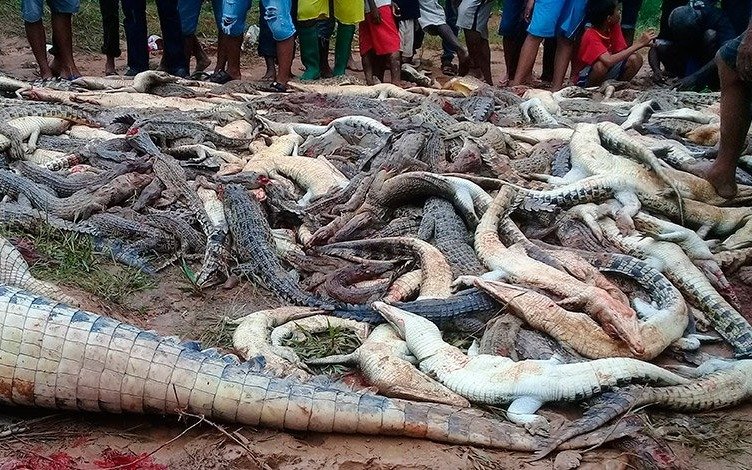 Indonesia: una multitud enfurecida masacra a 300 cocodrilos por venganza